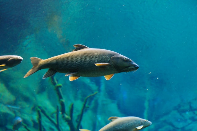 Classificação dos Peixes Classe e Características